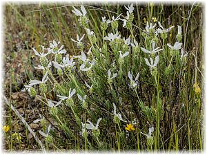 Lavandula stoechas