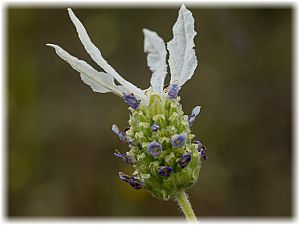 Lavandula stoechas