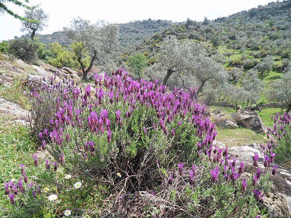 Lavandula stoechas