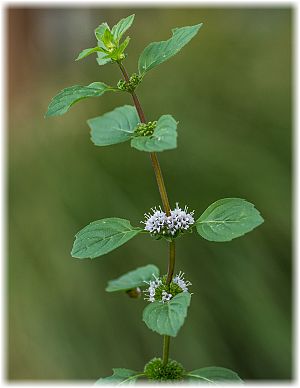 Mentha arvensis