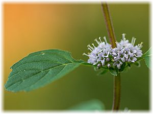 Mentha arvensis