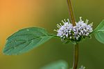 Mentha arvensis