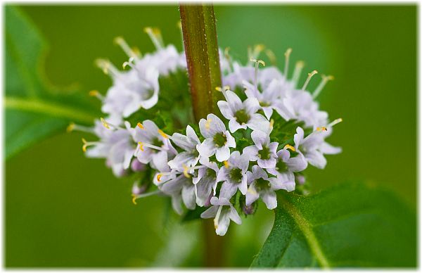 Mentha arvensis