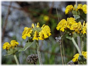 Phlomis cretica