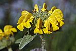 Phlomis cretica