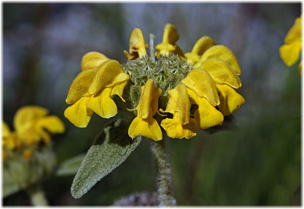 Phlomis cretica