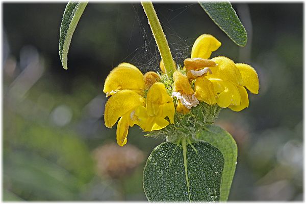 Phlomis fruticosa