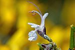 Rosmarinus officinalis