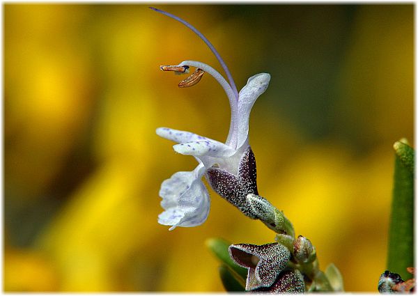 Rosmarinus officinalis