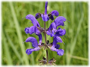 Salvia pratensis