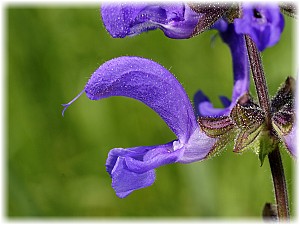 Salvia pratensis