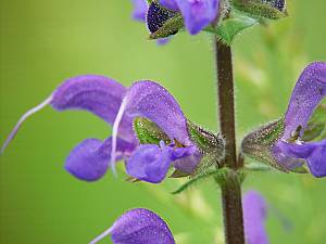 Salvia pratensis