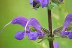 Salvia pratensis