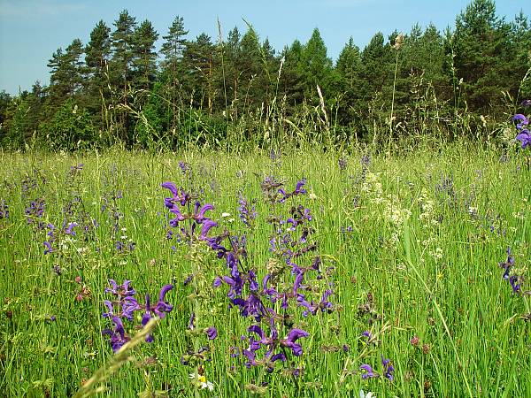 Salvia pratensis