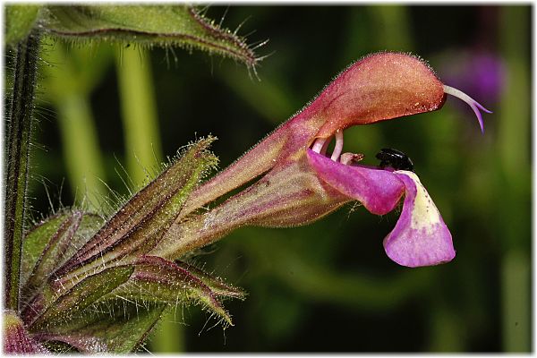 Salvia trichoclada