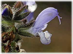 Salvia verbenaca