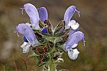 Salvia verbenaca