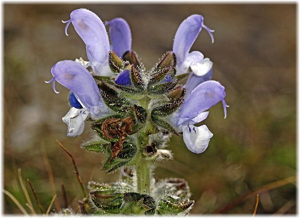 Salvia verbenaca