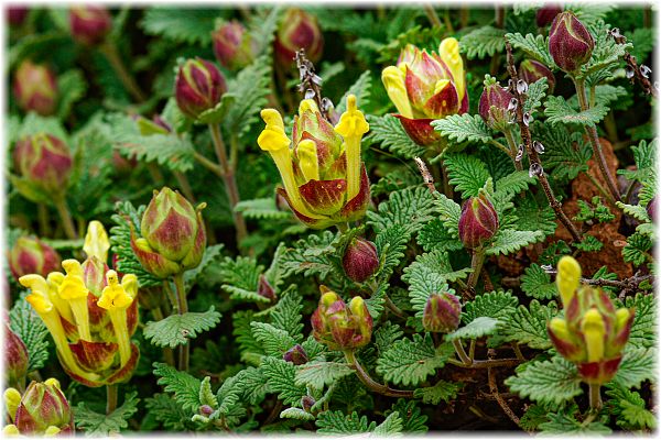 Scutellaria salviifolia