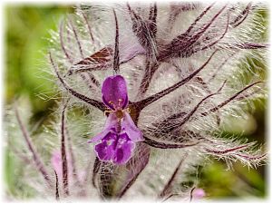 Stachys lavandulifolia