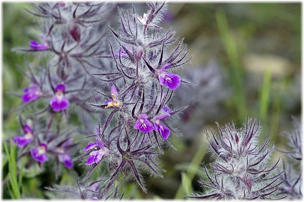 Stachys lavandulifolia