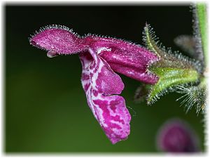 Stachys sylvatica