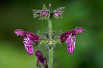 Stachys sylvatica