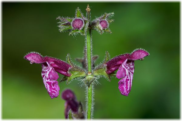 Stachys sylvatica