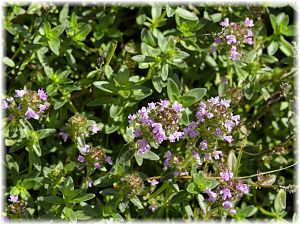 Thymus serpyllum