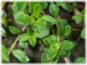 Thymus serpyllum