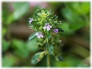 Thymus serpyllum