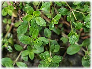 Thymus serpyllum