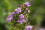 Thymus serpyllum