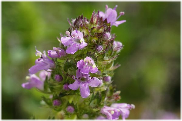 Thymus serpyllum