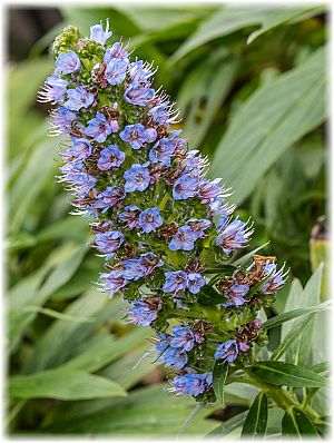 Vitex agnus-castus