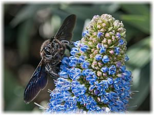 Vitex agnus-castus