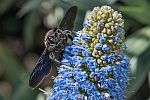 Vitex agnus-castus