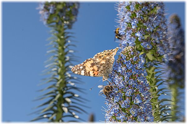 Vitex agnus-castus