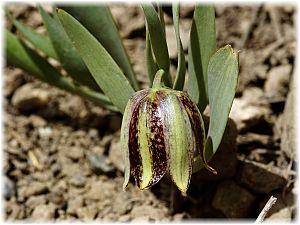 Fritillaria crassifolia