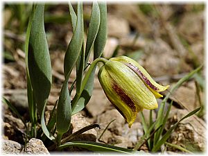 Fritillaria crassifolia