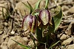 Fritillaria crassifolia