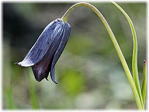 Fritillaria pinardii