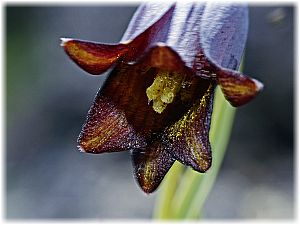 Fritillaria pinardii