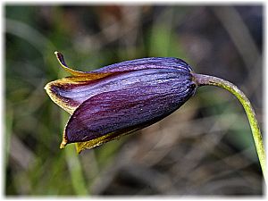 Fritillaria pinardii