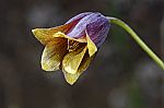 Fritillaria pinardii