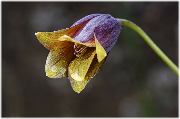 Fritillaria pinardii