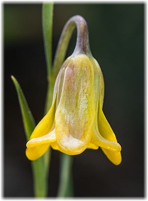 Fritillaria rhodia