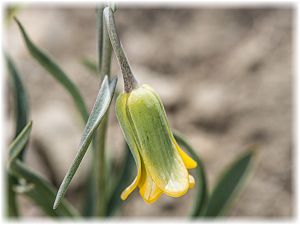 Fritillaria rhodia