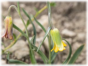 Fritillaria rhodia