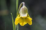 Fritillaria rhodia